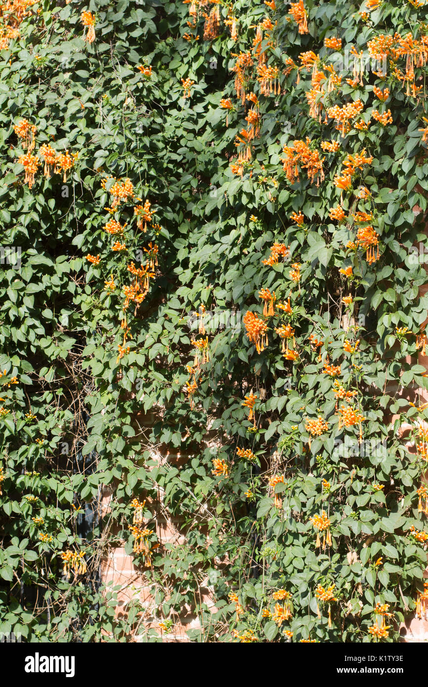 Flowering Pyrostegia venusta, commonly known as flame vine, orange trumpet vine, golden shower. Argentina, South America Stock Photo