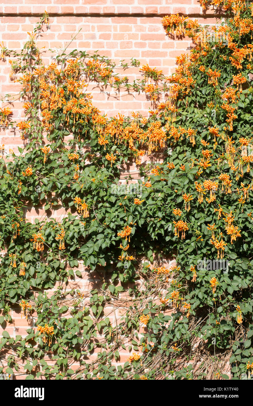 Pyrostegia venusta (commonly known as flame vine, orange trumpet vine, golden shower) growing in a brick wall. Argentina, South America Stock Photo