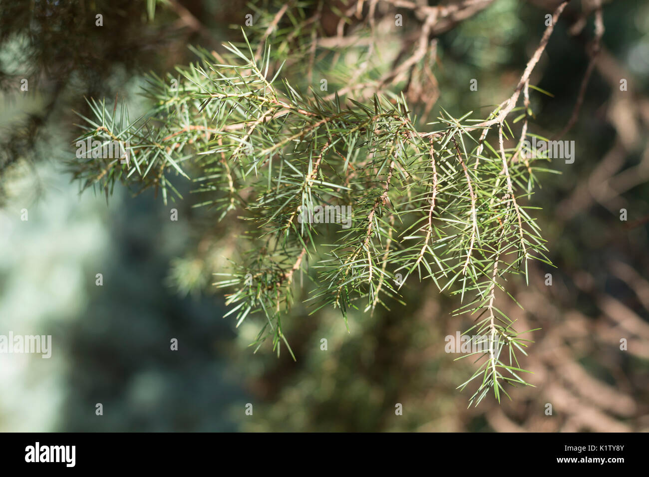 Common juniper branch, Juniperus communis. Family cupressaceae Stock Photo