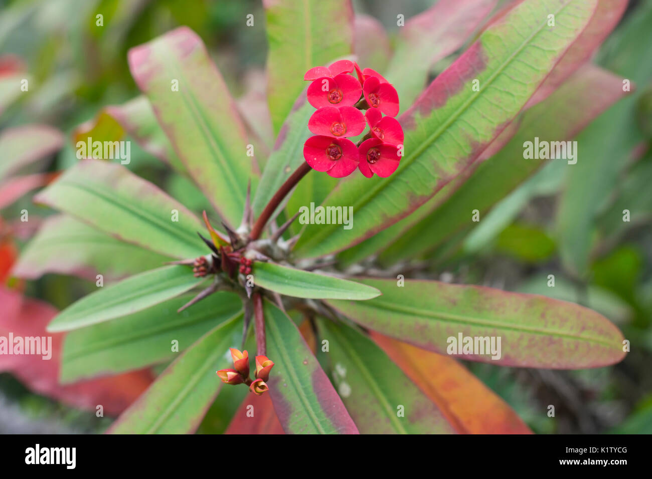 Red flowers of the Euphorbia milii var. splendens, common names Crown of thorns, Christ plant, Christ thorn Stock Photo