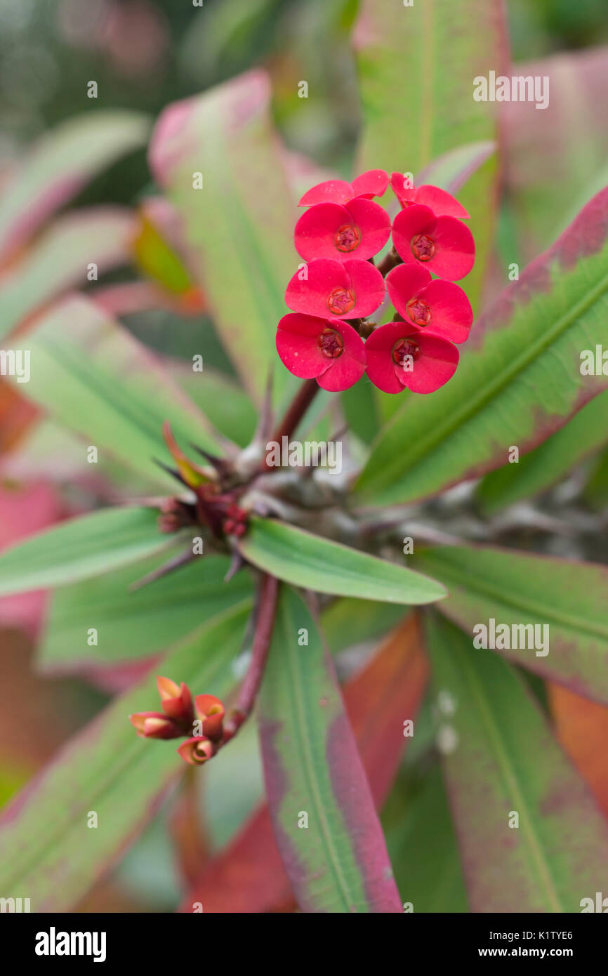 Red flowers of the Euphorbia milii var. splendens, common names Crown of thorns, Christ plant, Christ thorn Stock Photo