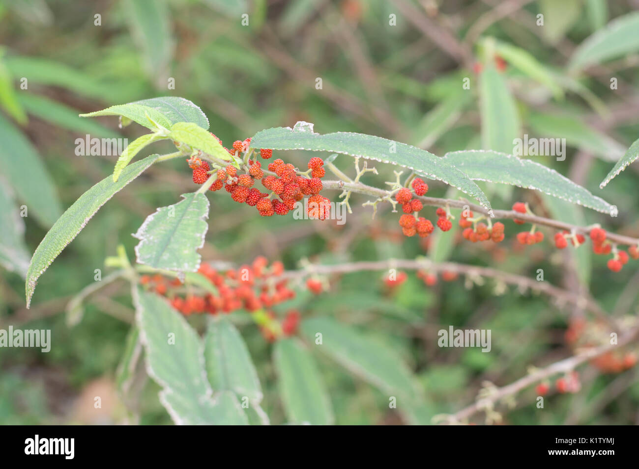 Fruiting stem of Debregeasia longifolia or debregeasia velutina. Family urticaceae Stock Photo