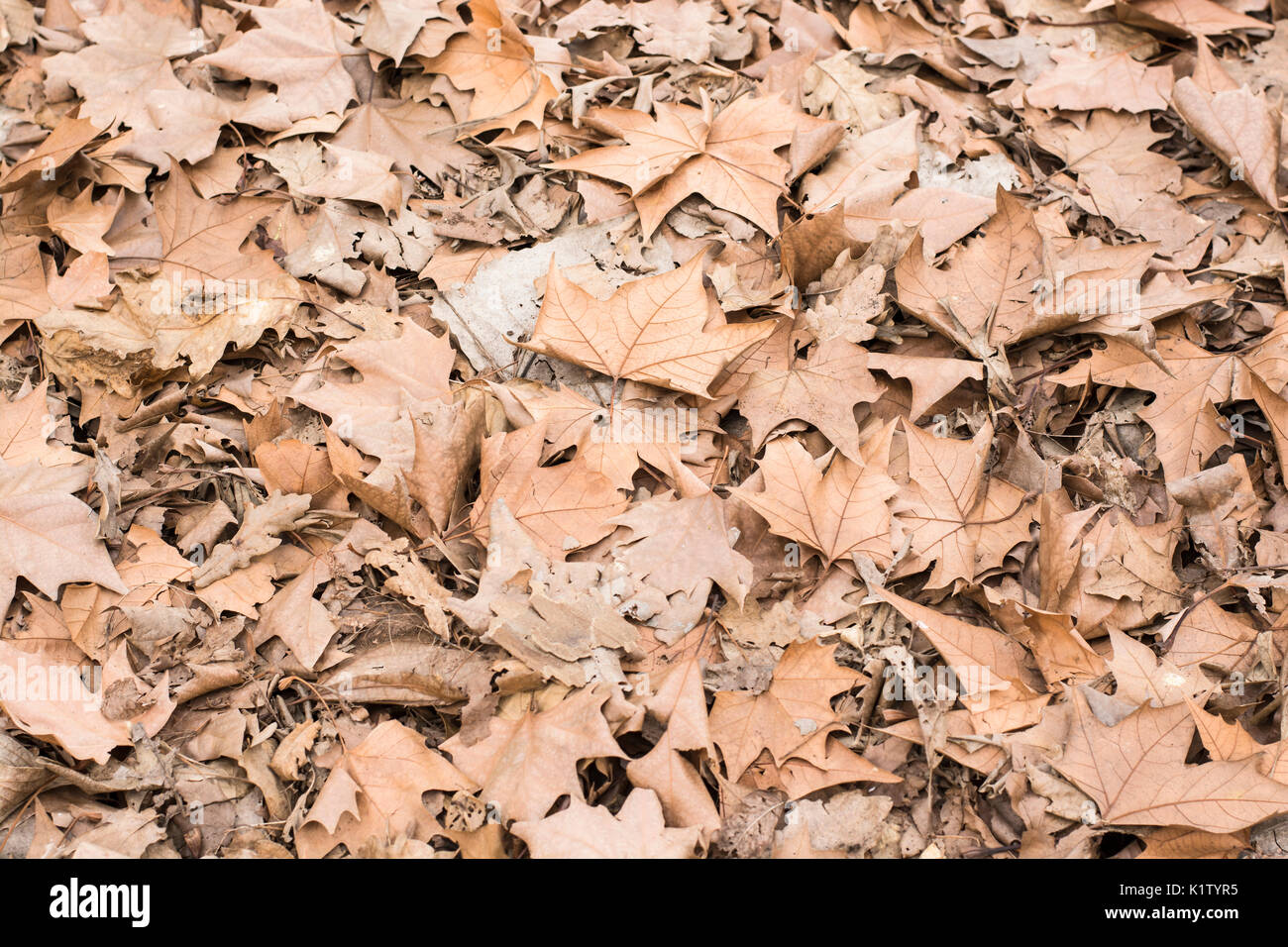 Autumn fallen leaves of the plane trees. Platanus acerifolia or Platanus hispanica Stock Photo