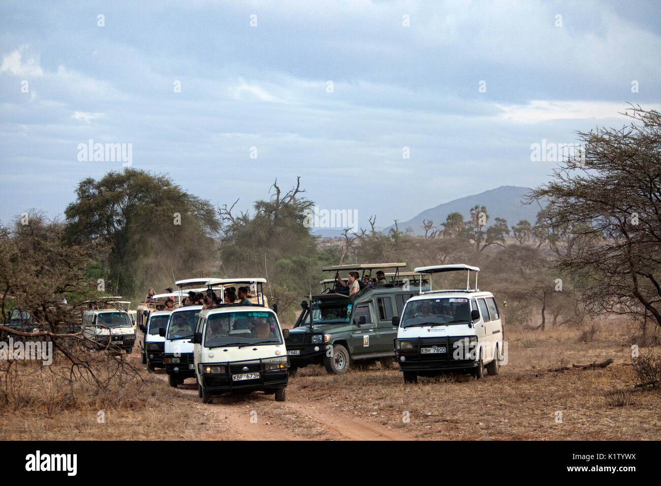 Group of safari rigs filled with tourists in the Samburu National Reserve, Kenya, Africa. Stock Photo