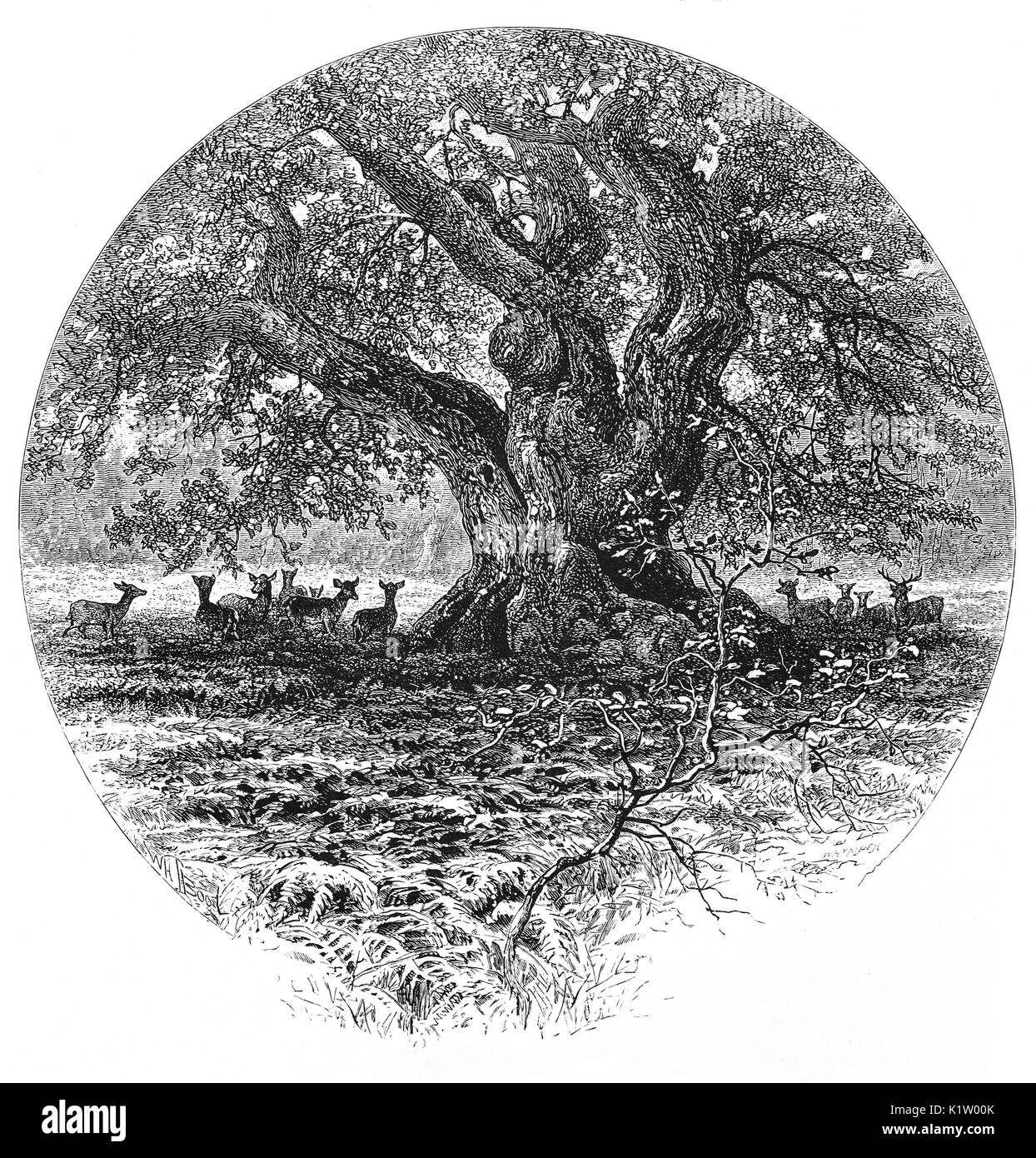 1870: A herd of deer below a ancient birch tree in Jed Forest, near Jedburgh, in the Scottish Borders area of Scotland, and in the former county of Roxburghshire, Scotland Stock Photo