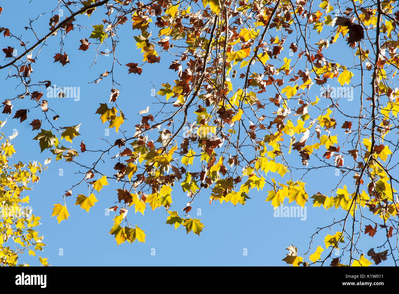 Yellow autumn leaves of plane tree against blue sky. Platanus acerifolia or Platanus hispanica Stock Photo