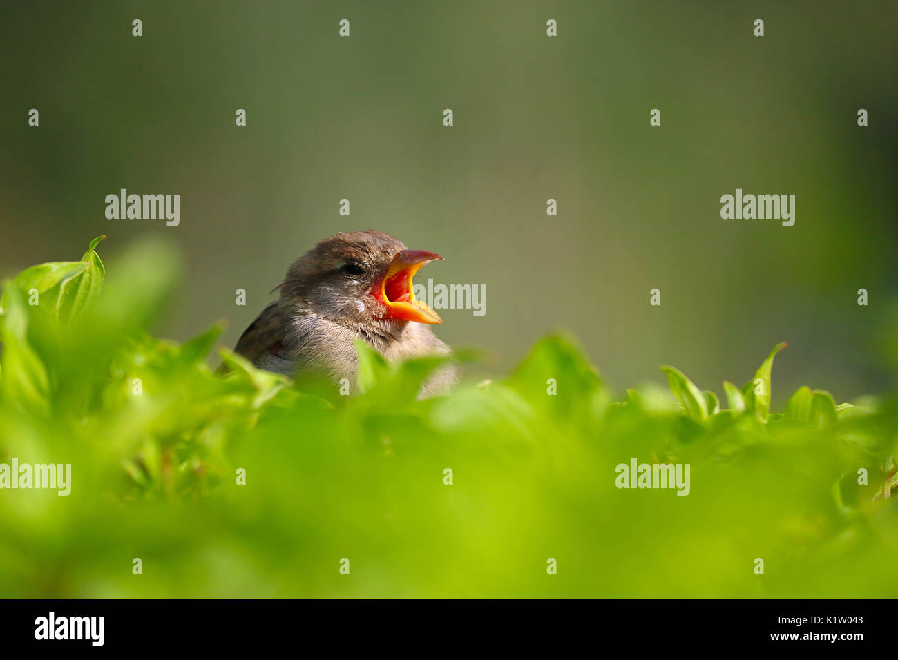 little sleepy sparrow yawning or twittering on top of a hedge in a park in berlin in the sun Stock Photo