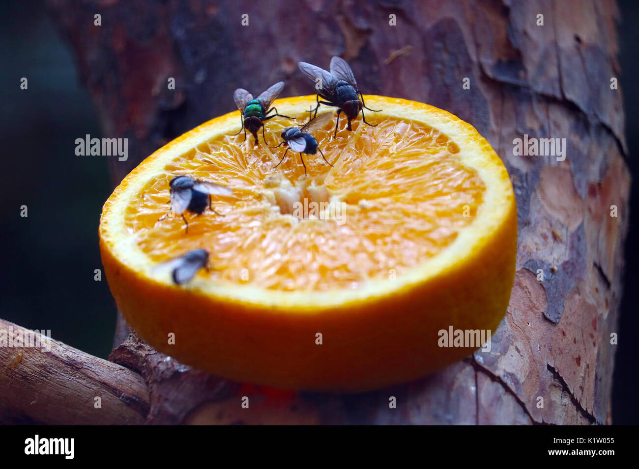 five blow flies sitting on a slice of orange Stock Photo