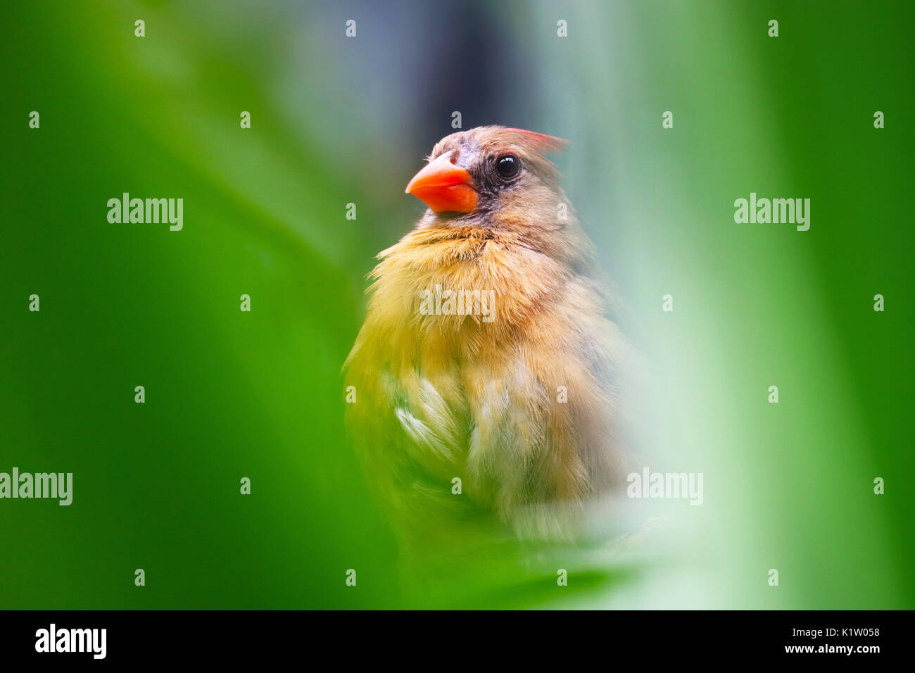 female northern cardinal bird hidden between blurry green jungle forest leaves Stock Photo