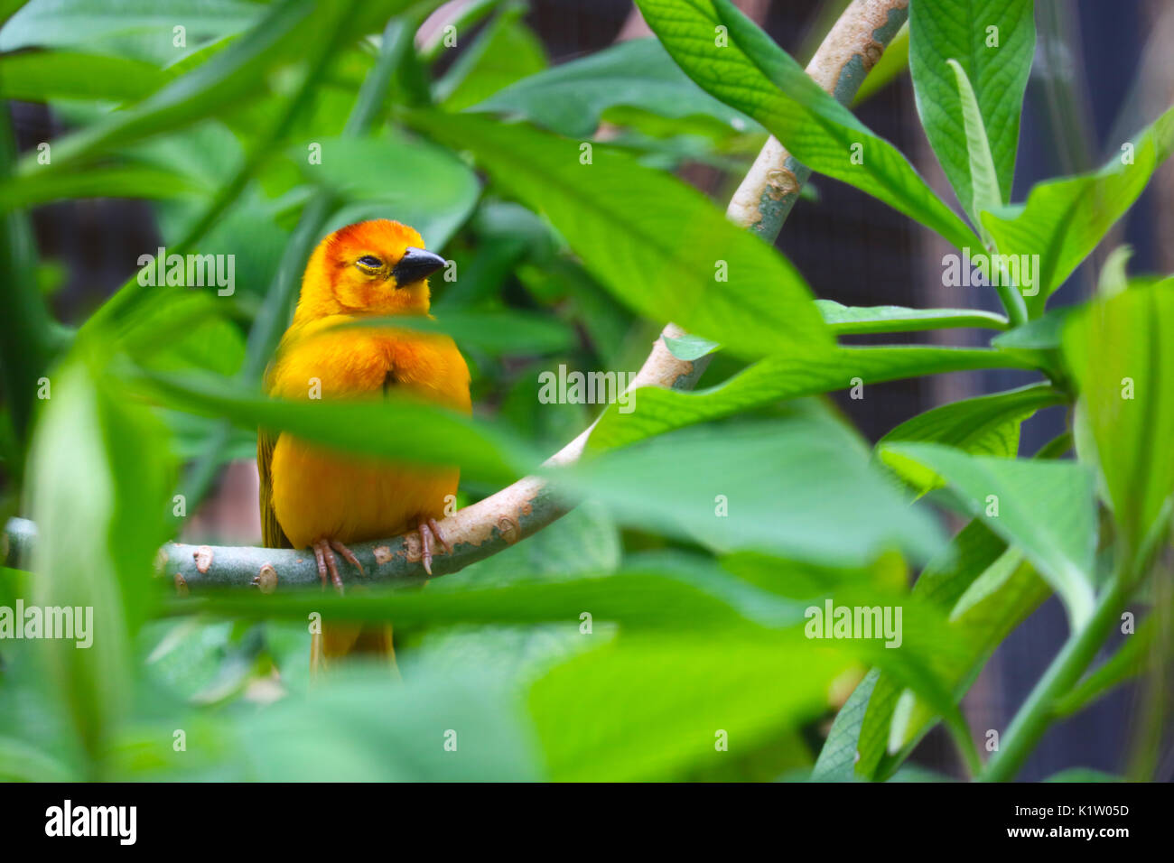 sleepy bright yellow golden taveta weaver bird sitting on a branch hidden between green jungle forest leaves Stock Photo