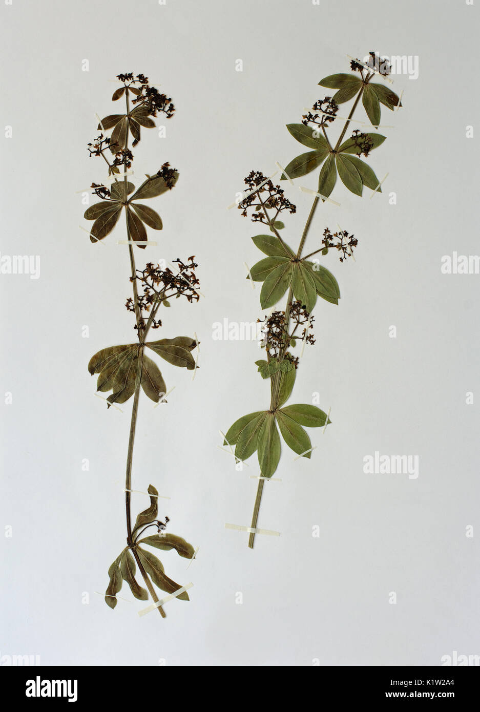 a herbarium sheet with Rubia peregrina, the Wild Madder or Levantine Madder, from the family Rubiaceae, Stock Photo