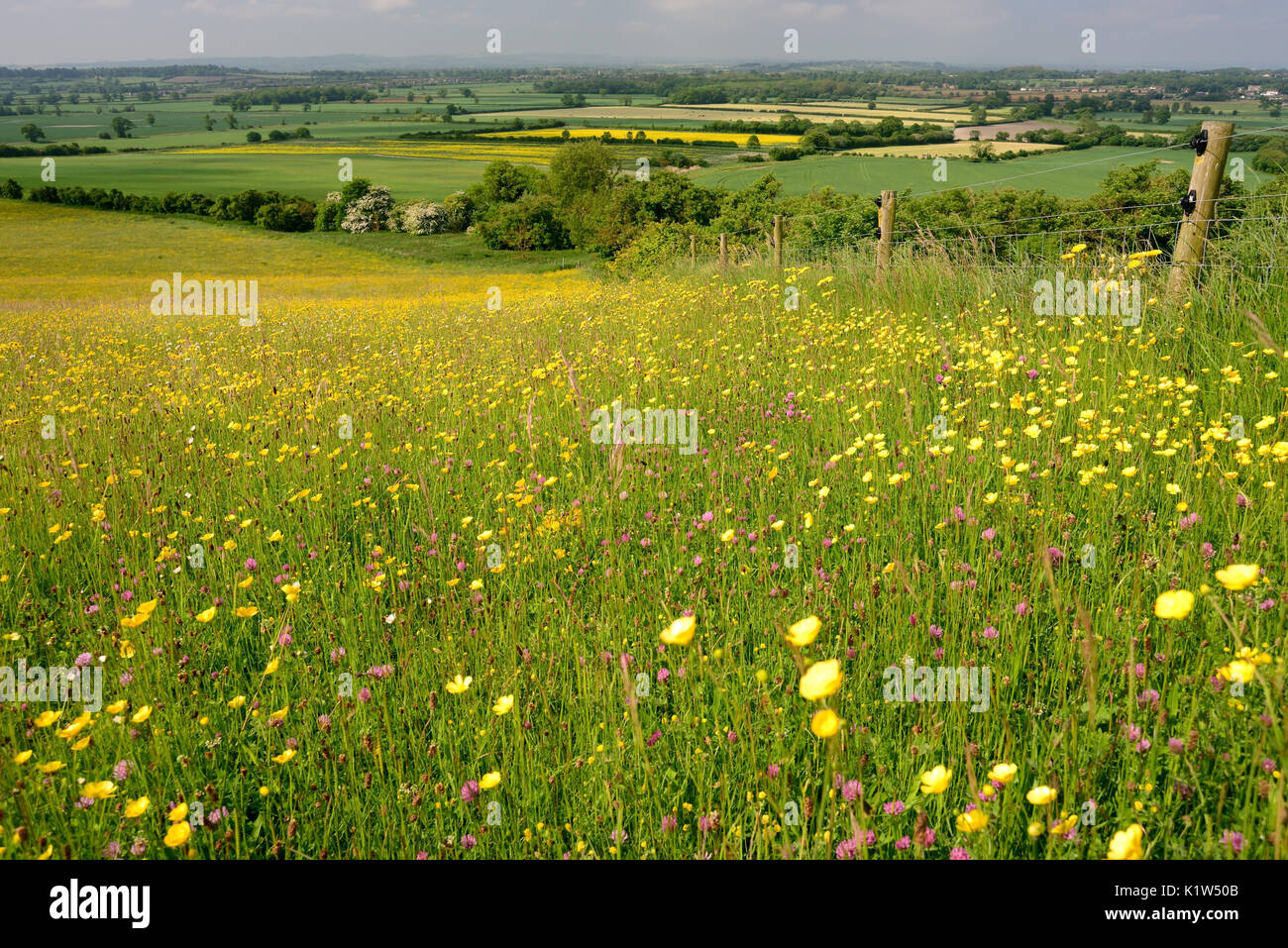 Downland Wildflowers High Resolution Stock Photography and Images Alamy