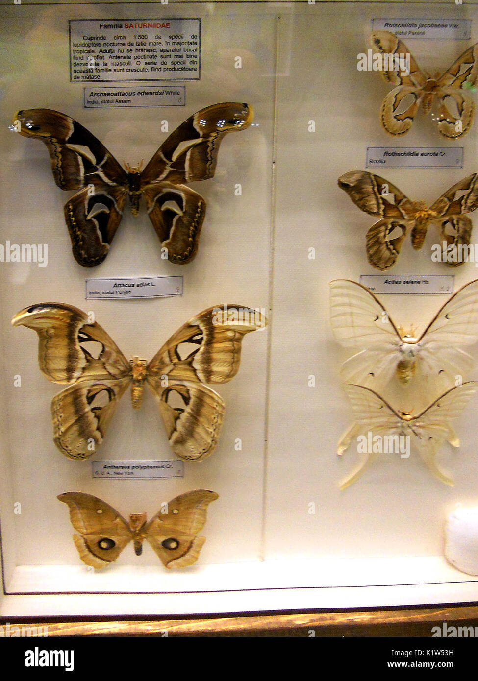 Butterfly display at Natural History museum Stock Photo Alamy