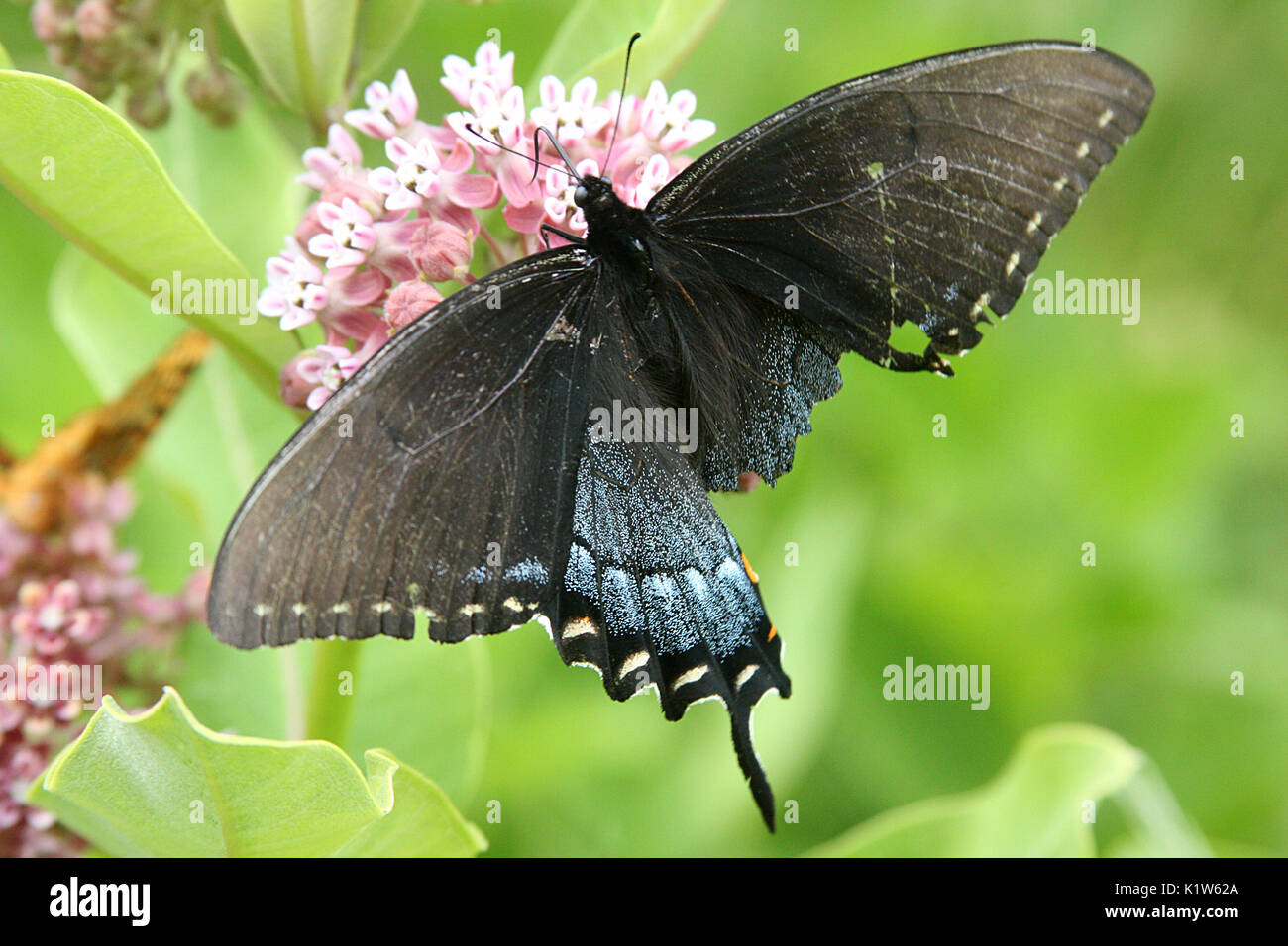 Spicebush swallowtail feeding on nectar Stock Photo