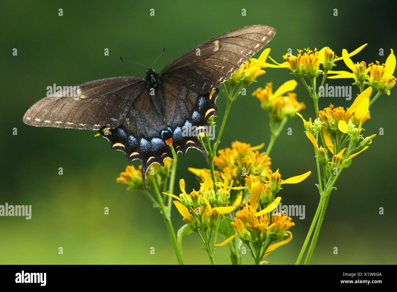 Spicebush swallowtail feeding on nectar Stock Photo