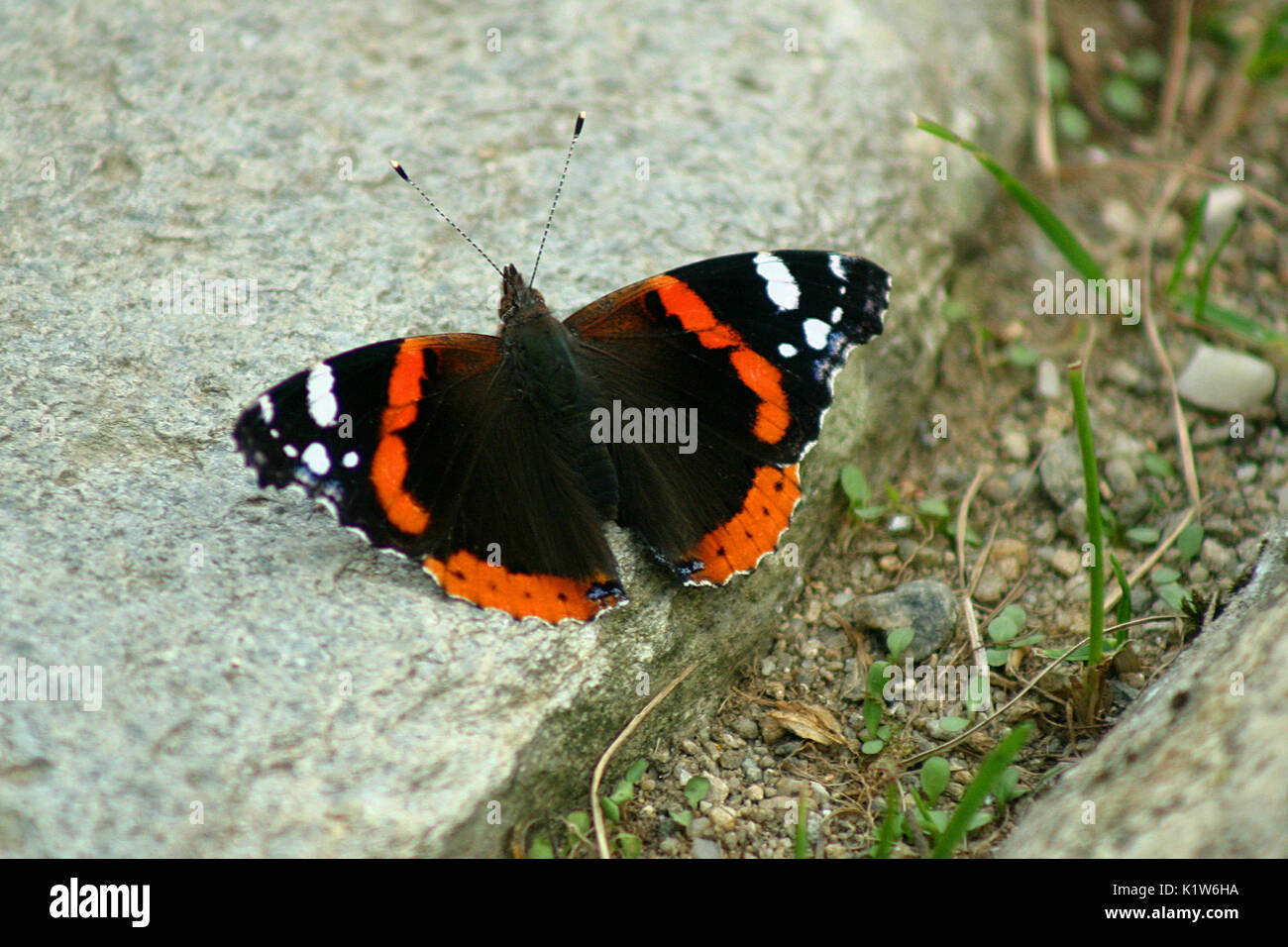 Red admiral butterfly Stock Photo