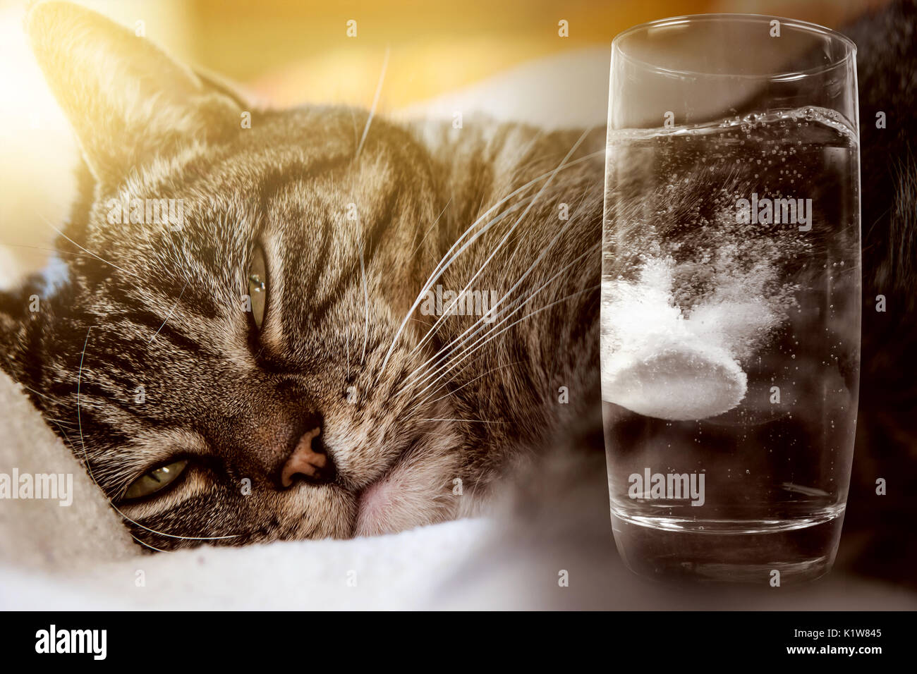Cat has a hangover and takes a headache tablet Stock Photo