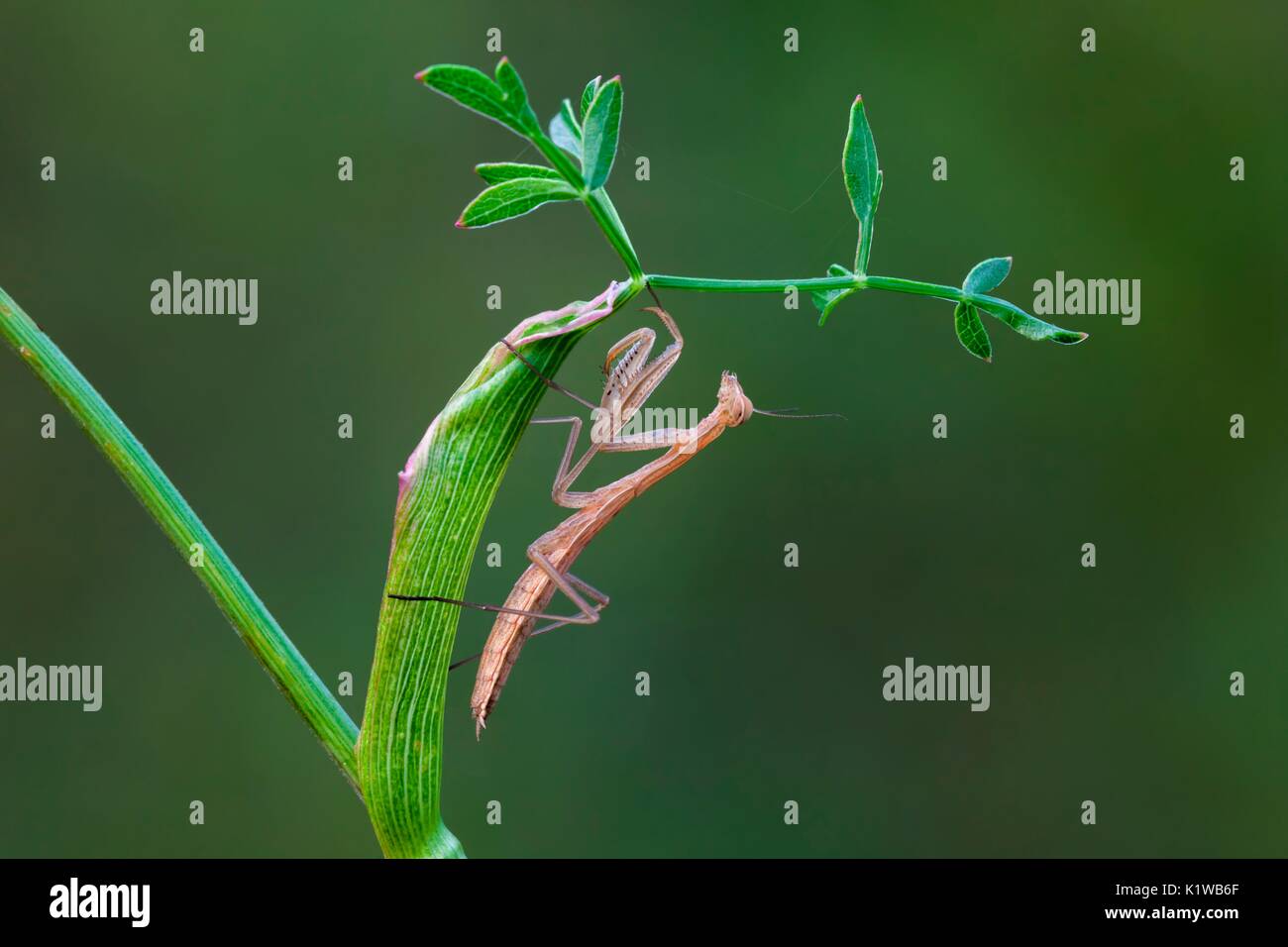 Praying Mantis, exemplary young light brown Stock Photo