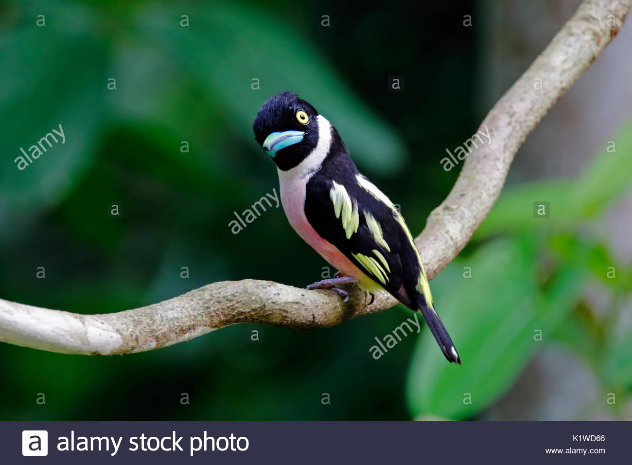 Black And Yellow Broadbill Eurylaimus Ochromalus Female Cute Birds