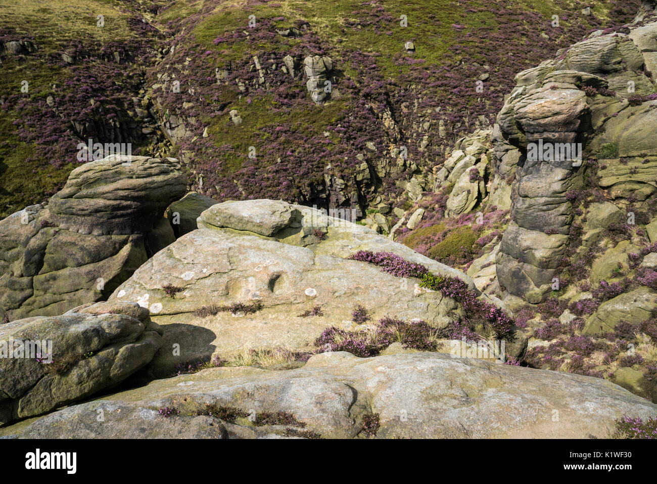 Rugged landscape on the edge of Kinder Scout in summer. Heather and rocks above Grindsbrook Clough, Edale, Derbyshire, England. Stock Photo