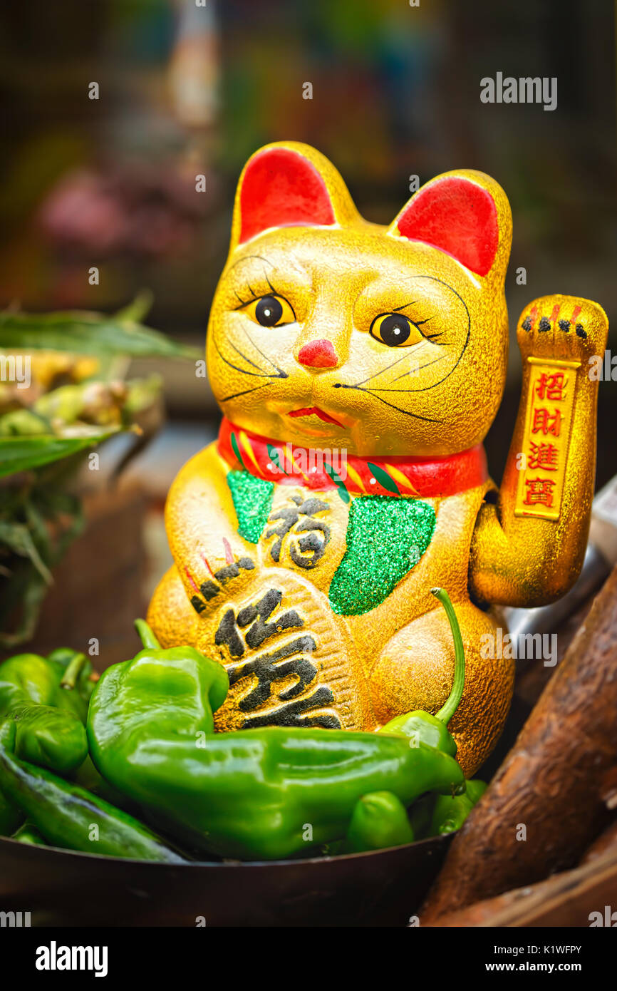 Chinese golden cat hires stock photography and images Alamy