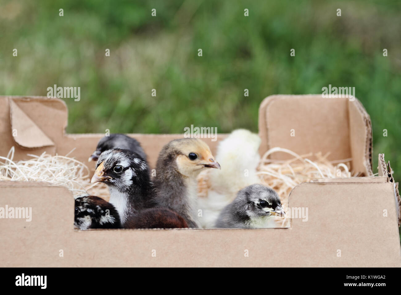 Mail ordered baby mixed chicks in a packing box. Extreme depth of field with selective focus on the little Silver Laced Wynadotte and Blue Cochin in f Stock Photo