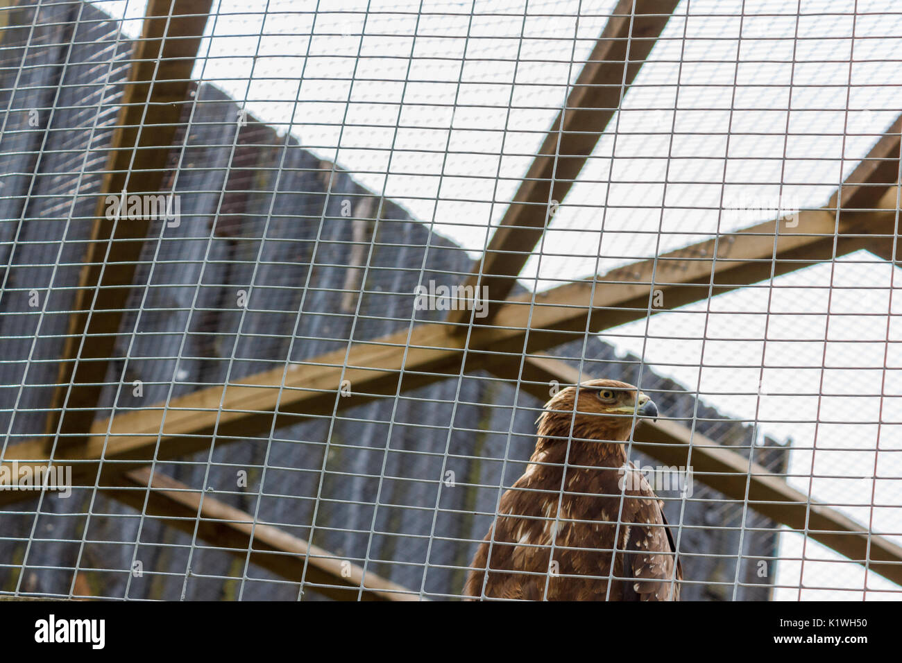 Eagle in a cage. Sad eagle. Sad hawk. Sad bird. Sadness. Eagle in cage