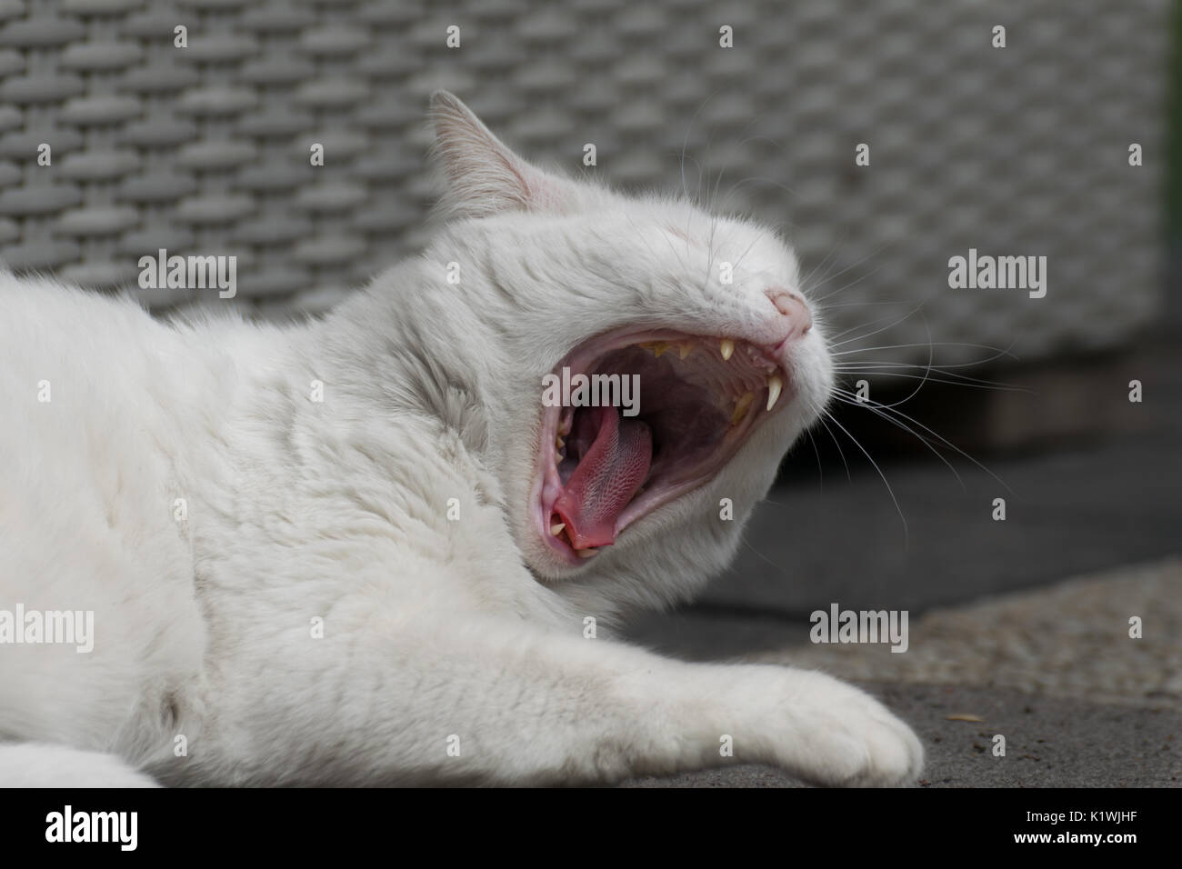 White cat, pet animal Stock Photo Alamy