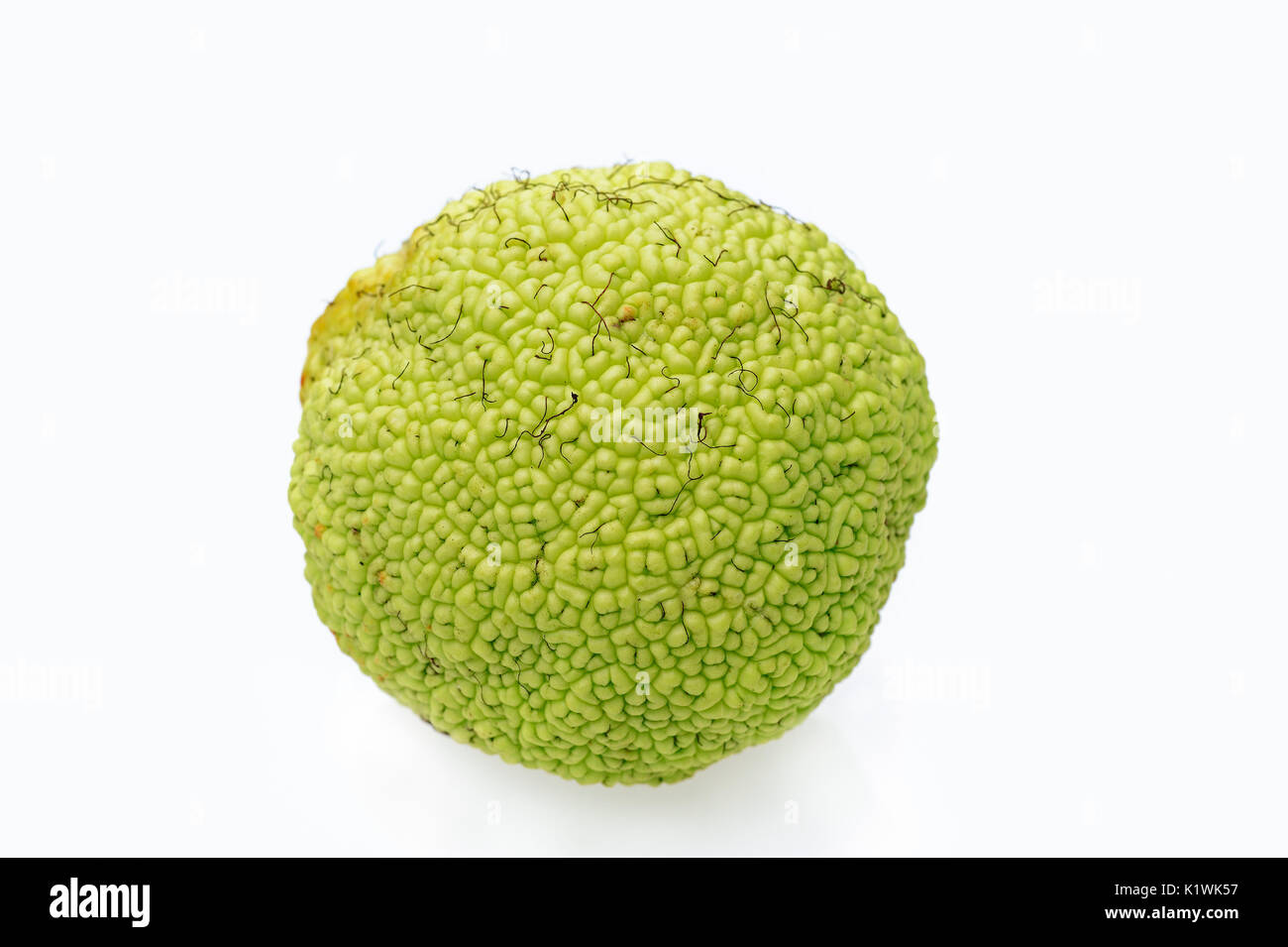 Osage Orange, fruit / (Maclura pomifera) | Milchorangenbaum, Frucht / (Maclura pomifera) Stock Photo