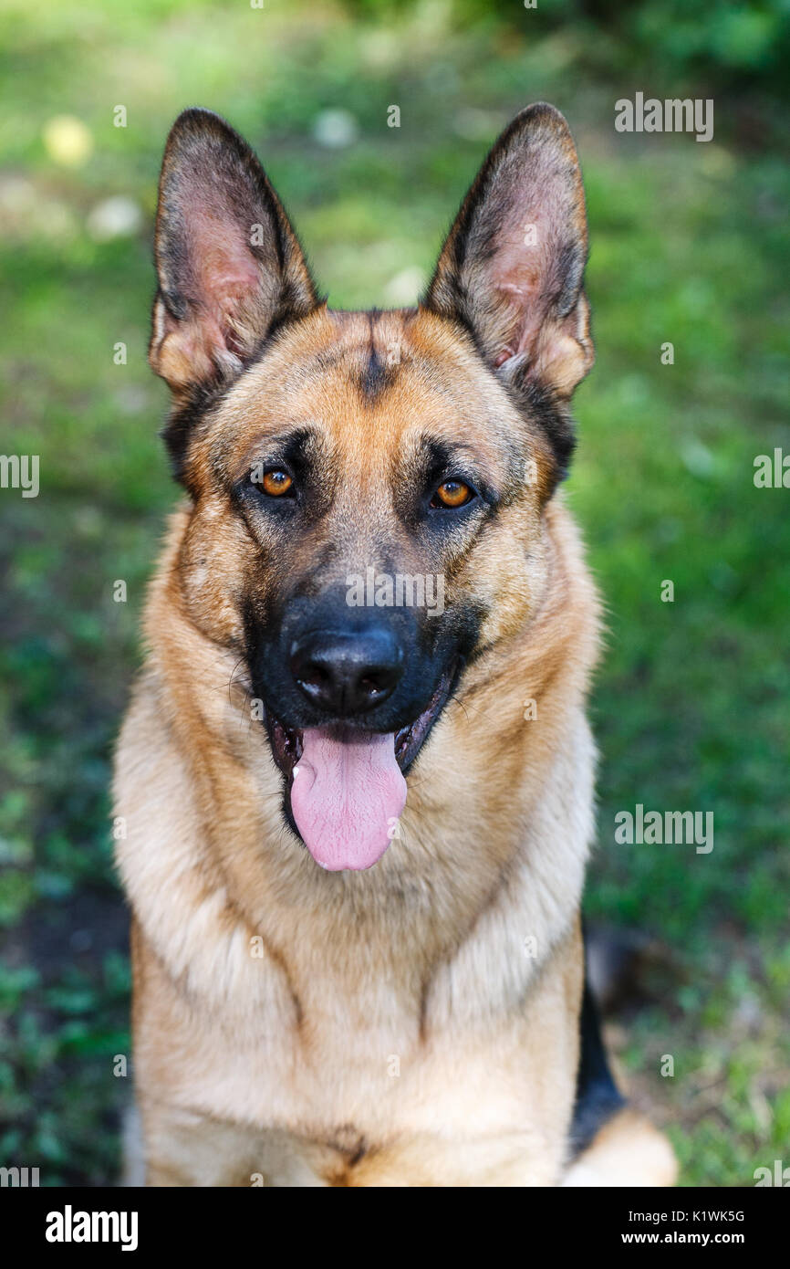 Close up Portrait of Adult German Shepherd Short Hair Dog Stock Photo -  Alamy