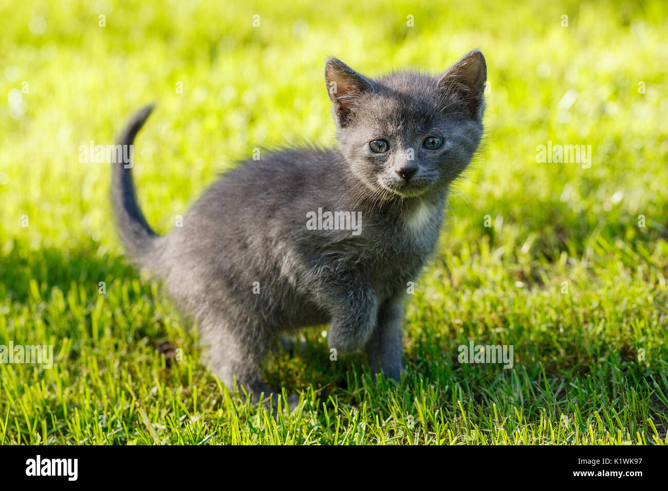 grey little cat