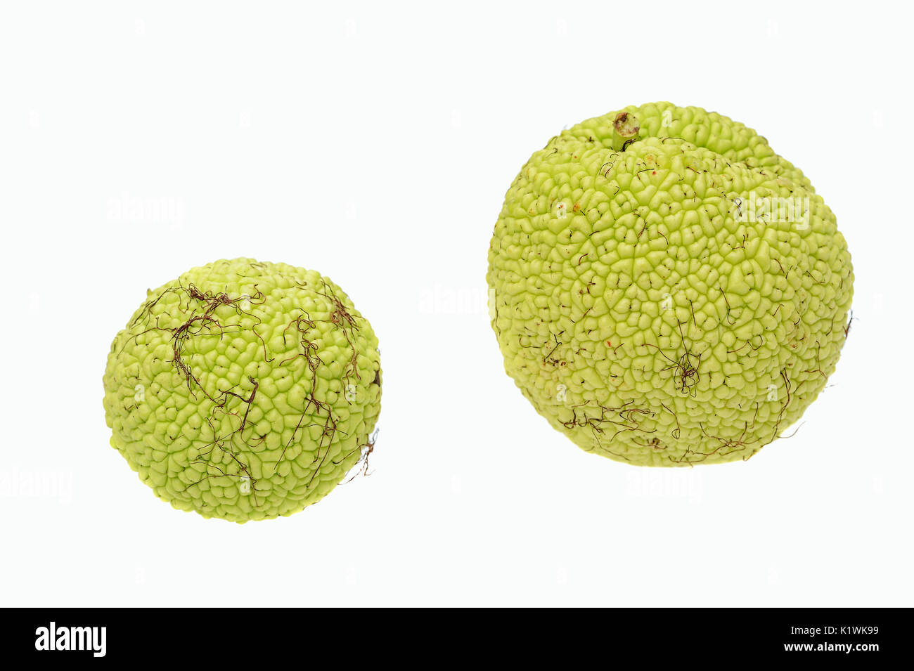 Osage Orange, fruits / (Maclura pomifera) | Milchorangenbaum, Fruechte / (Maclura pomifera) Stock Photo
