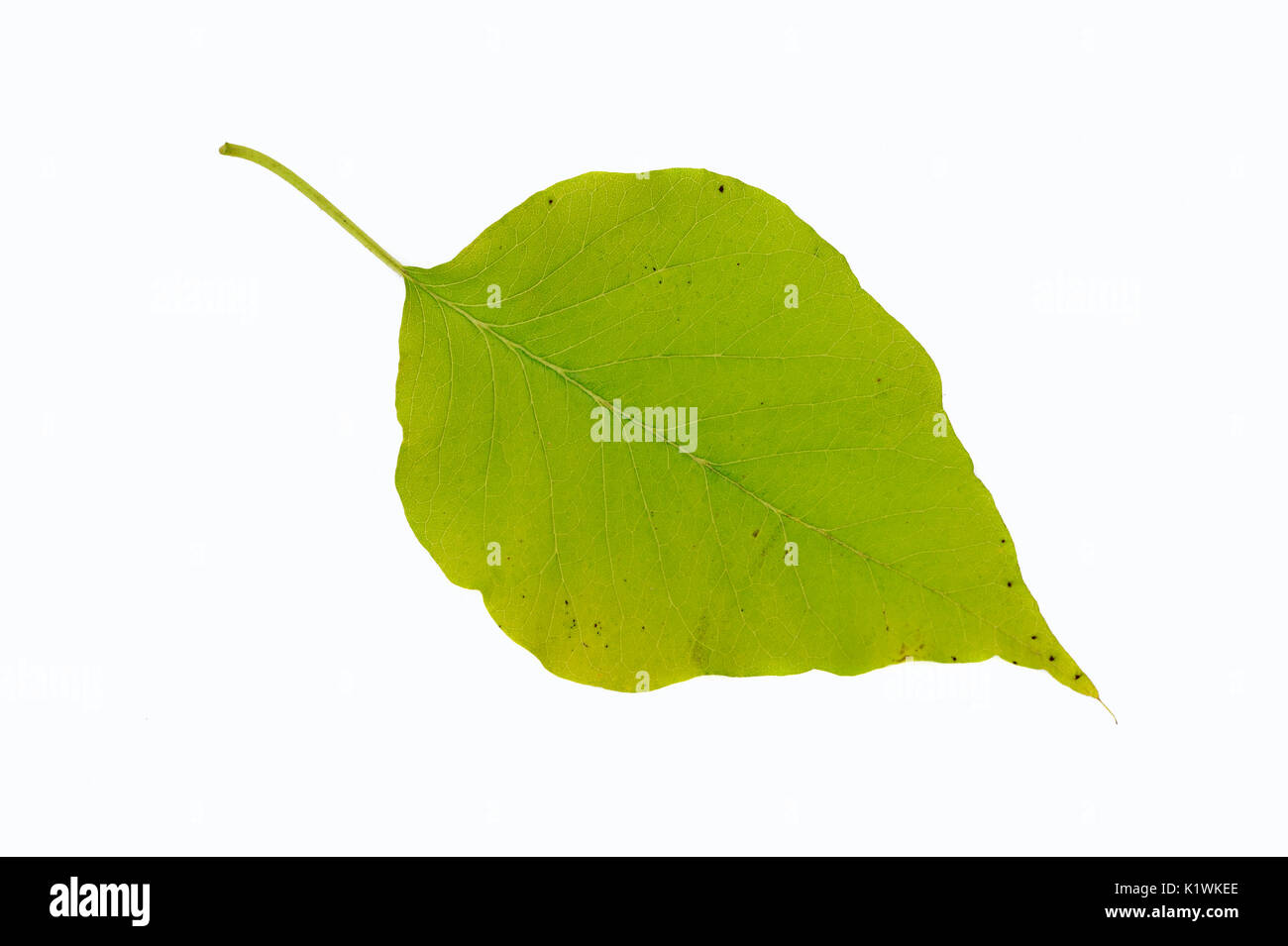 Osage Orange, leaf / (Maclura pomifera) Milchorangenbaum, Blatt