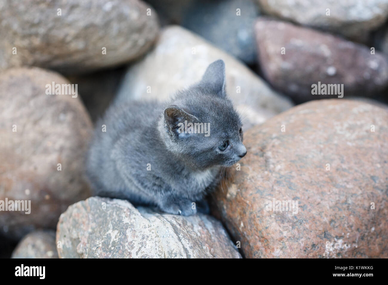 grey little cat