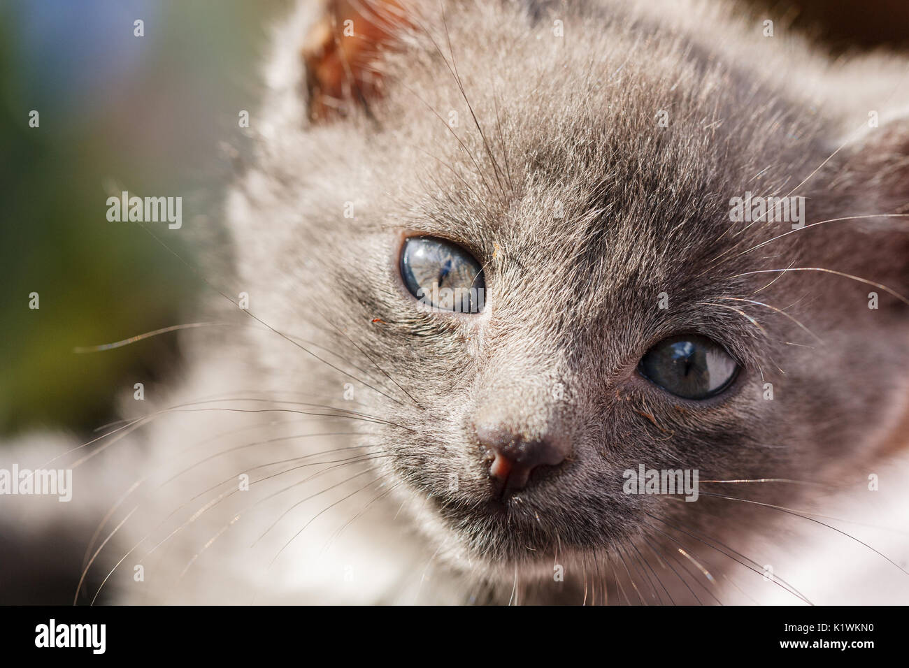 Close up Portrait of little cat kitten Stock Photo - Alamy