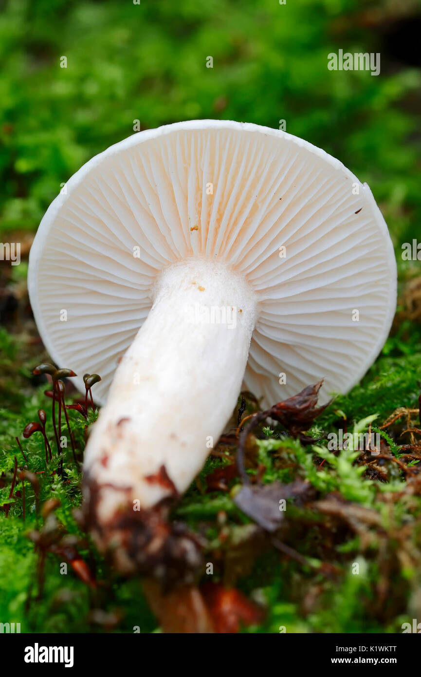 Ivory Waxy Cap, North Rhine-Westphalia, Germany / (Hygrophorus eburneus) | Elfenbein-Schneckling, Nordrhein-Westfalen, Deutschland Stock Photo