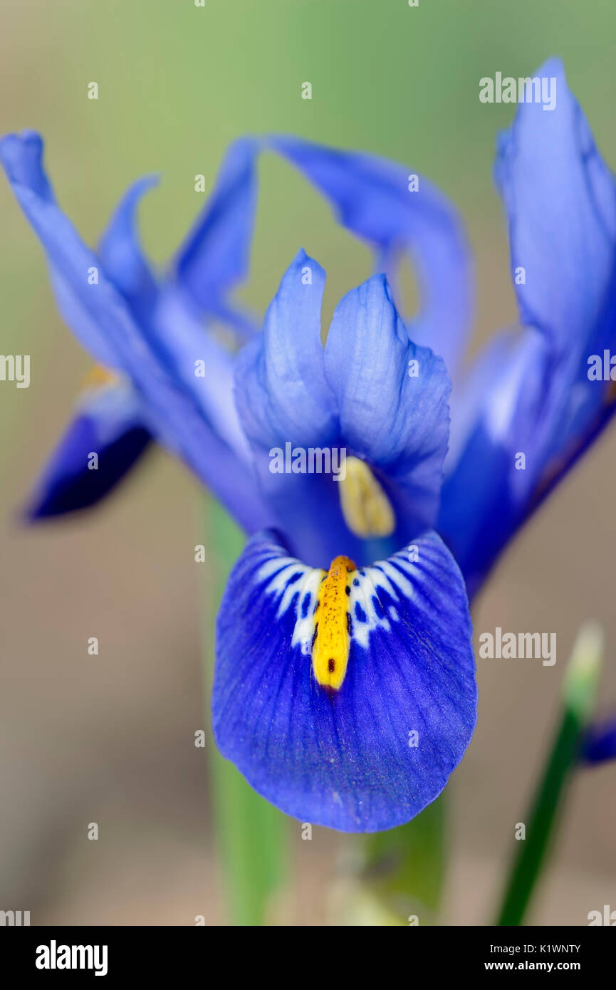 Reticulated Iris / (Iris reticulata, Iridodictyum reticulatum, Iris hyrcana) | Netzblatt-Schwertlilie / (Iris reticulata, Iridodictyum reticulatum, Ir Stock Photo