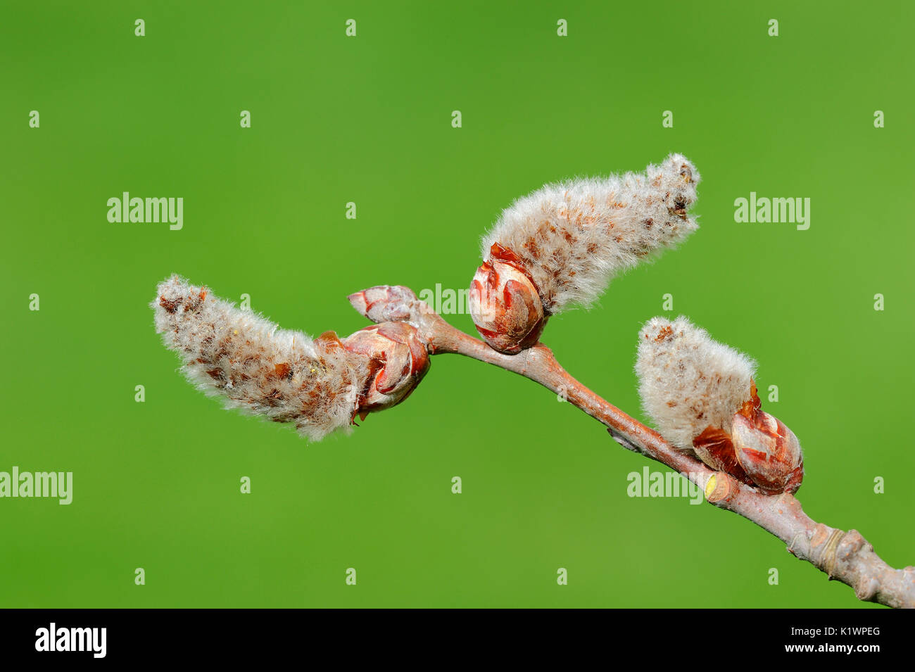 Grey Poplar, male catkin, North Rhine-Westphalia, Germany / (Populus canescens) | Grau-Pappel, maennliche Bluete, Nordrhein-Westfalen, Deutschland Stock Photo