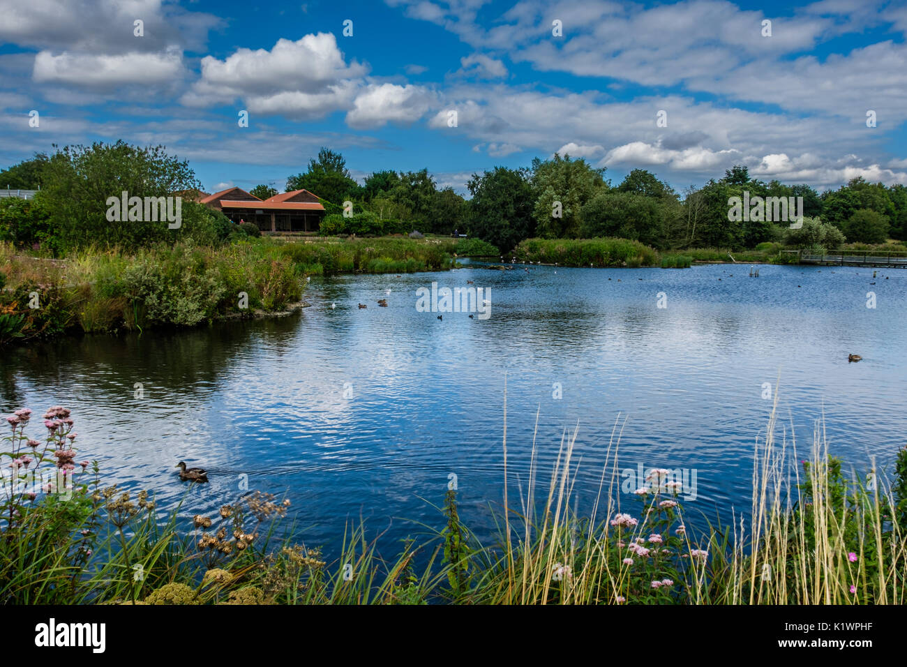 Pensthorpe Natural Park, near Fakenham, Norfolk, UK Stock Photo Alamy