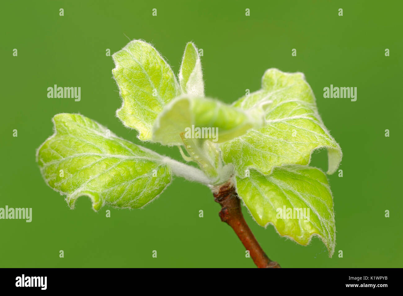 Grey Poplar, leaves in spring, North Rhine-Westphalia, Germany / (Populus × canescens) | Grau-Pappel, Blaetter, Nordrhein-Westfalen, Deutschland Stock Photo