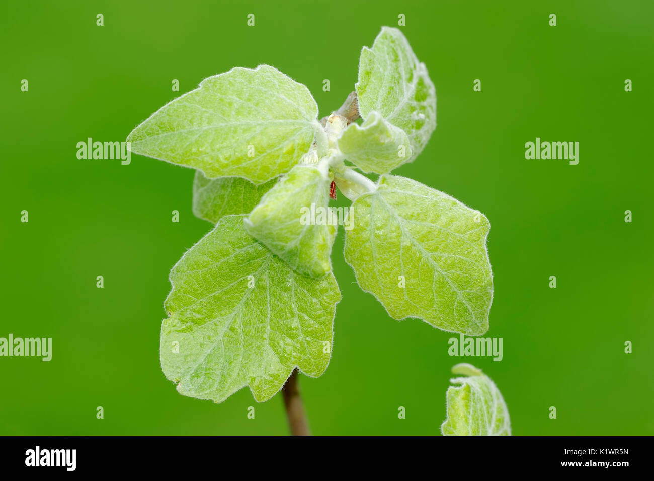 Grey Poplar, leaves in spring, North Rhine-Westphalia, Germany / (Populus × canescens) | Grau-Pappel, Blaetter, Nordrhein-Westfalen, Deutschland Stock Photo