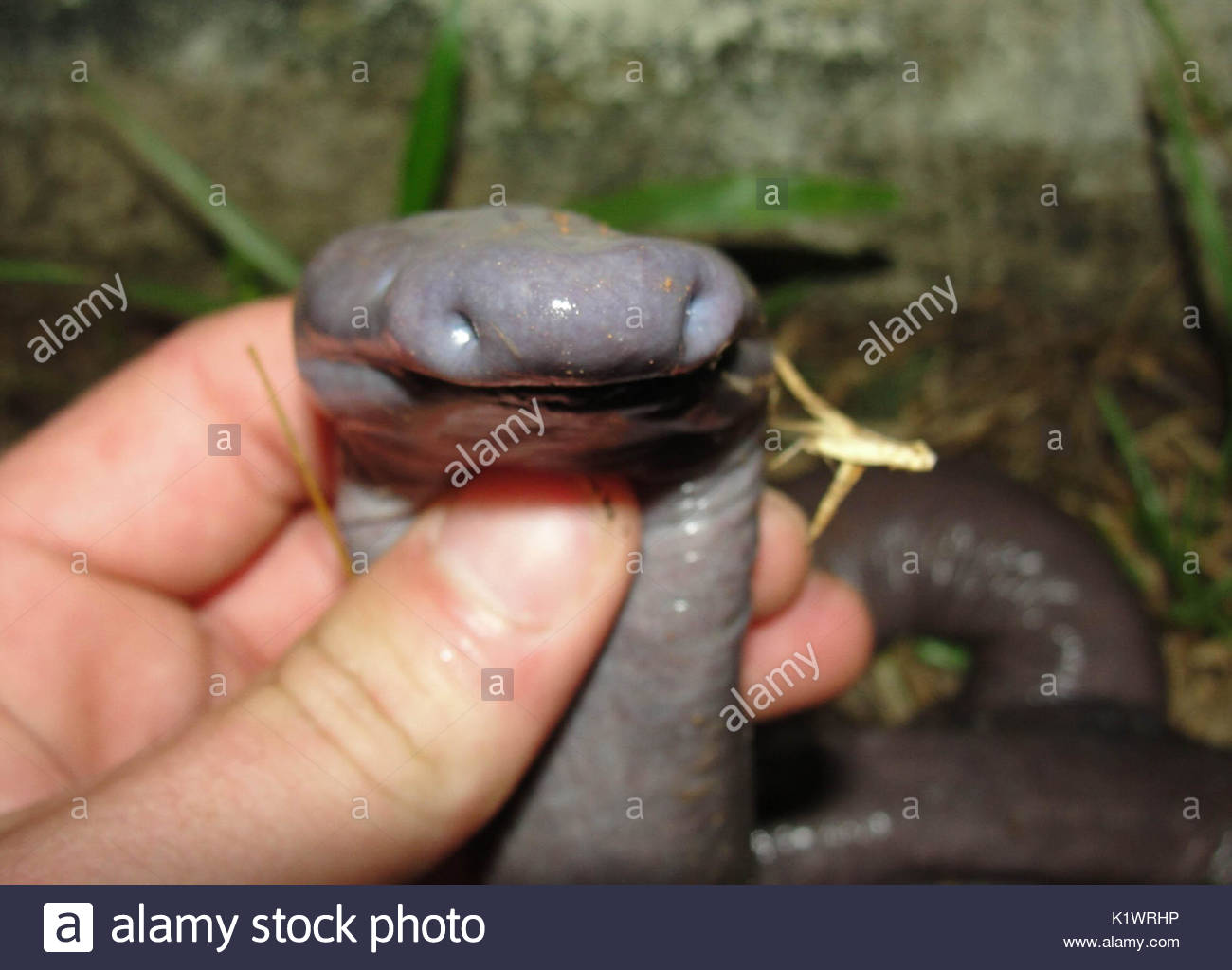[Image: atretochoana-eiselti-this-snake-like-ani...K1WRHP.jpg]