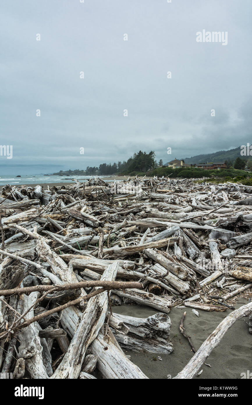 Dead trees on the beach along the Oregon Coast Stock Photo