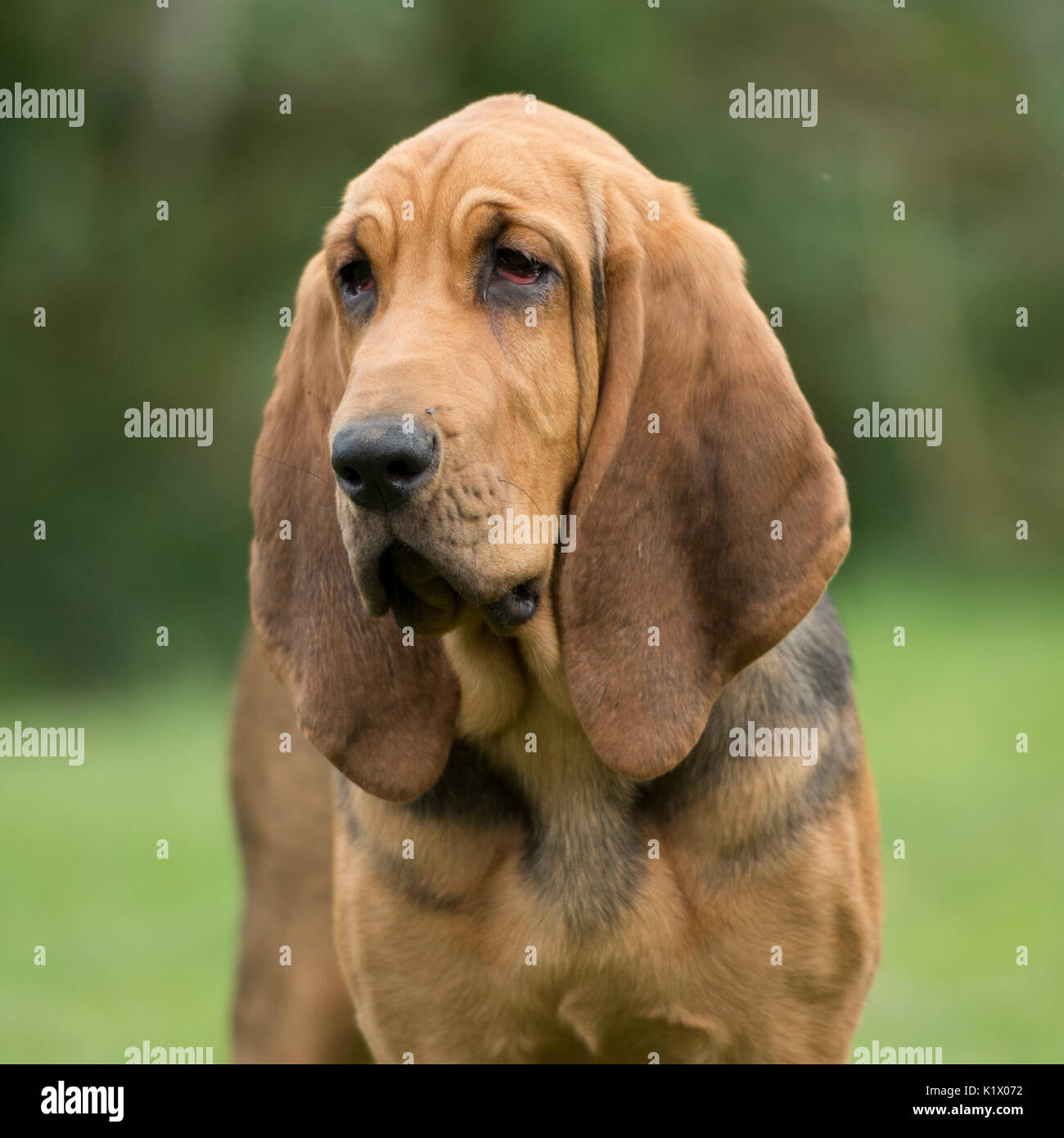 bloodhound cute