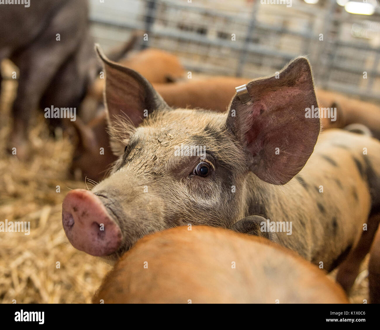 pigs at market Stock Photo