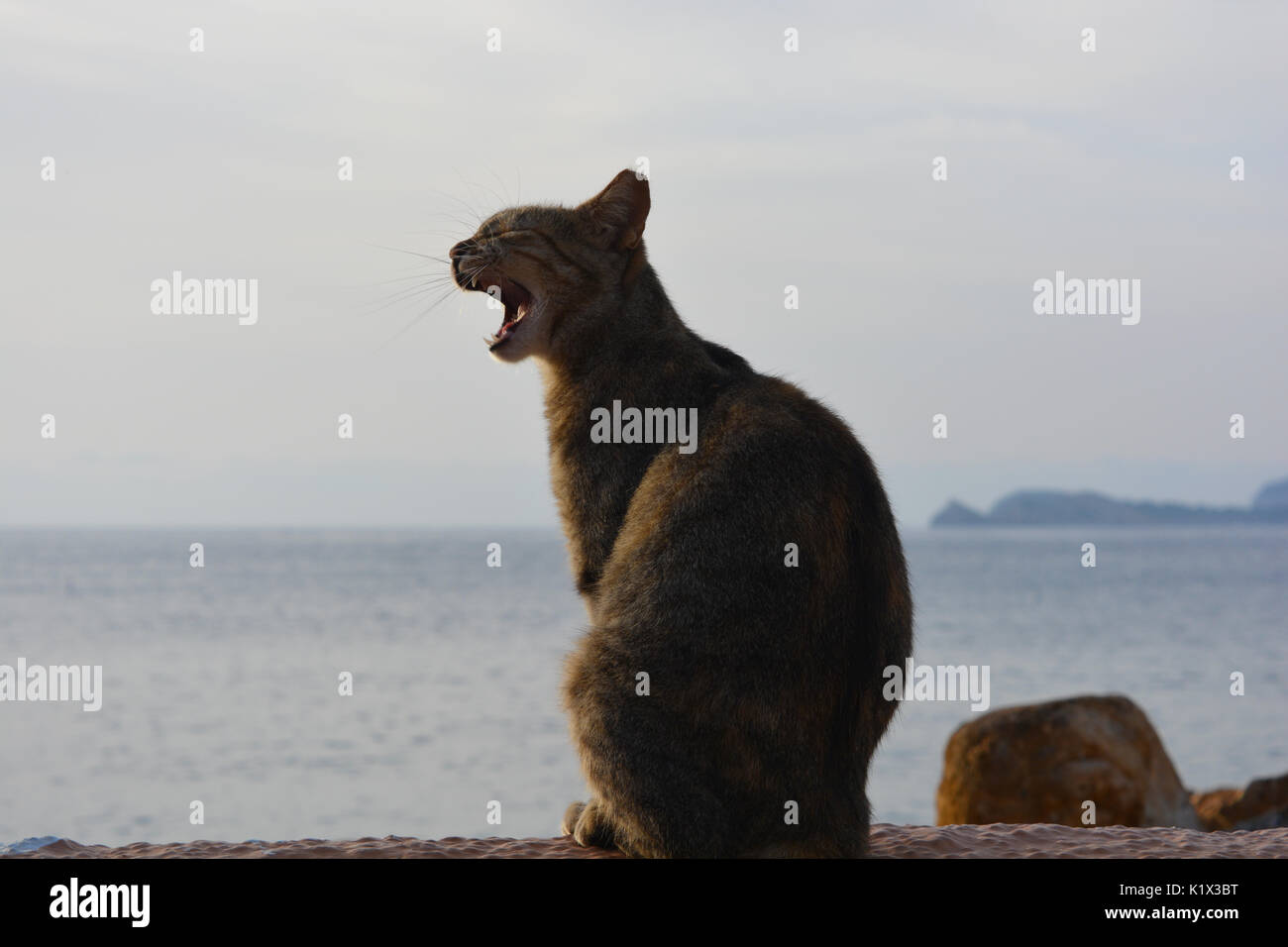 Stray tabby cat sitting in a sea wall, yawning Stock Photo