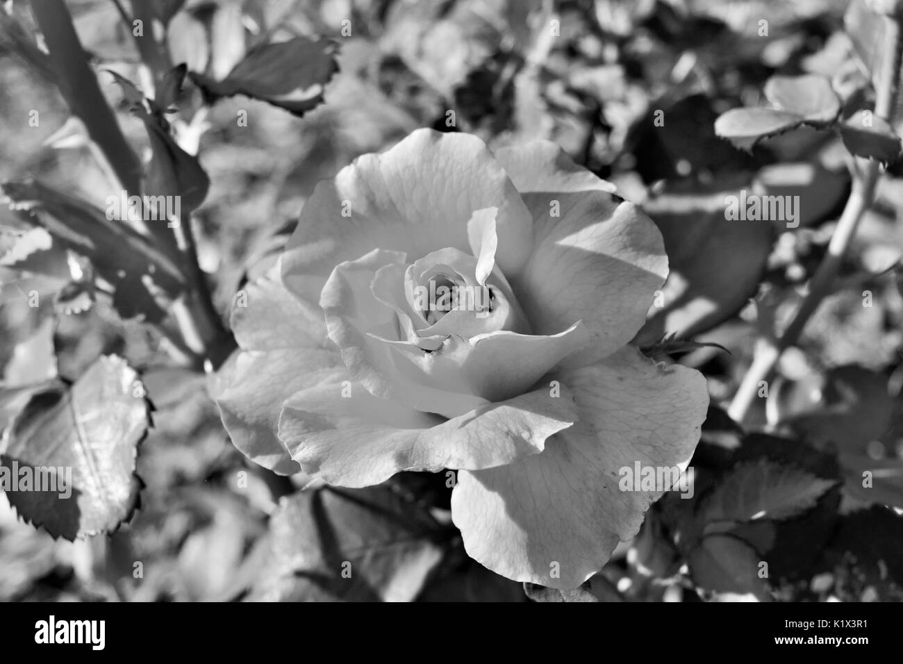 Pink Rose in black and white Stock Photo