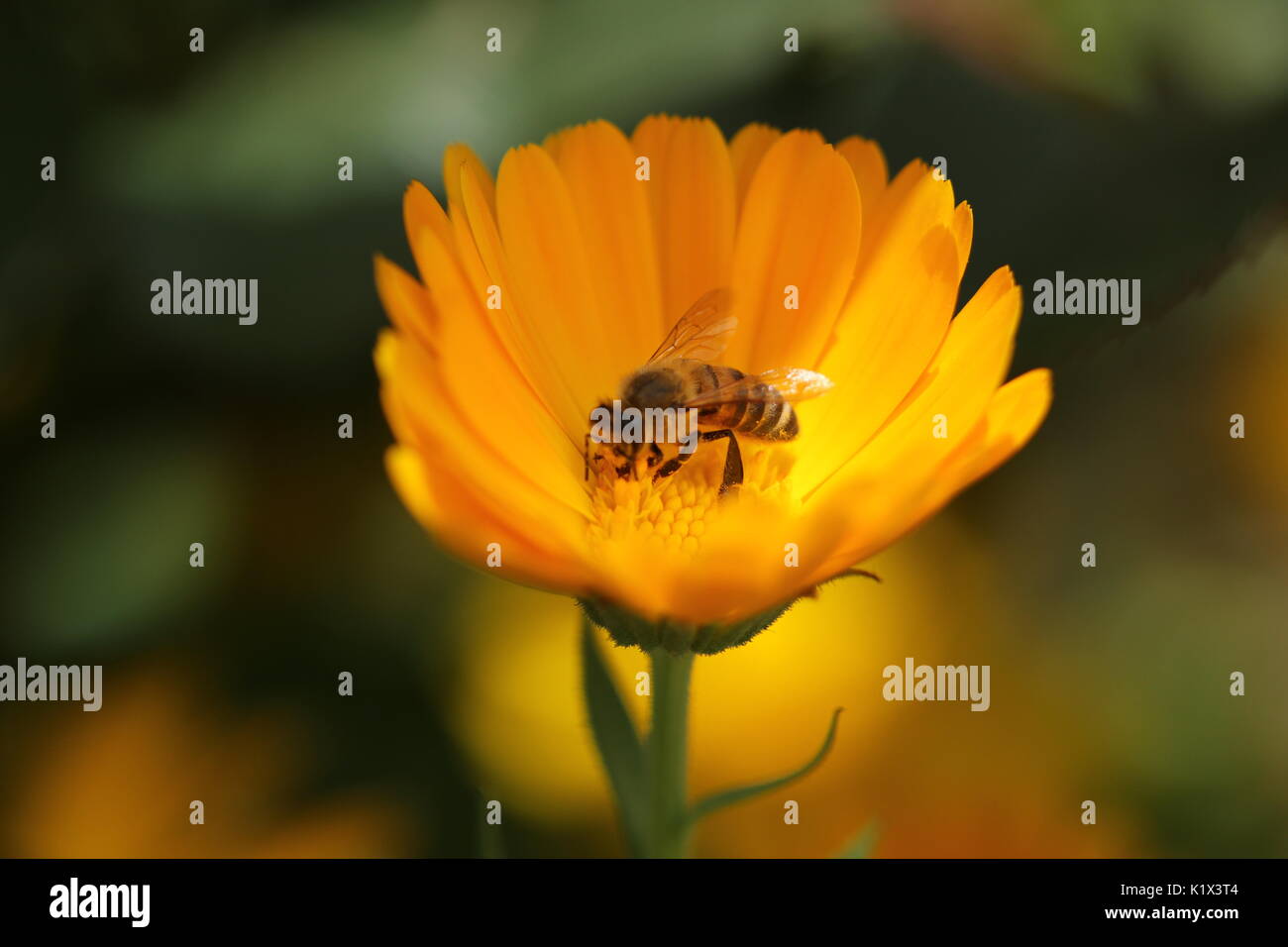 Bee collecting honey bee Stock Photo
