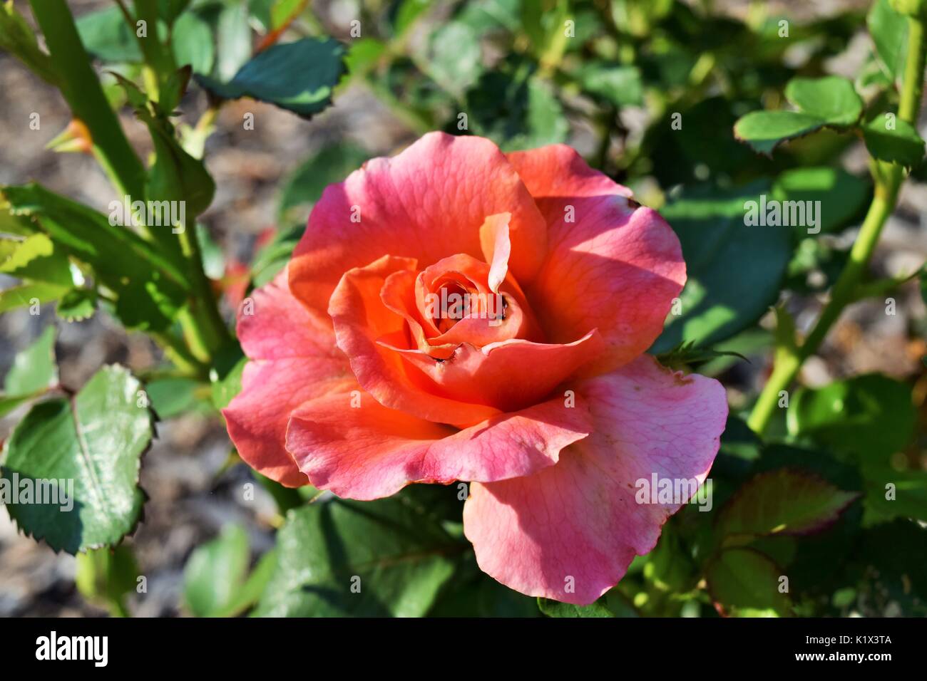 Rose green hi-res stock photography and images - Alamy