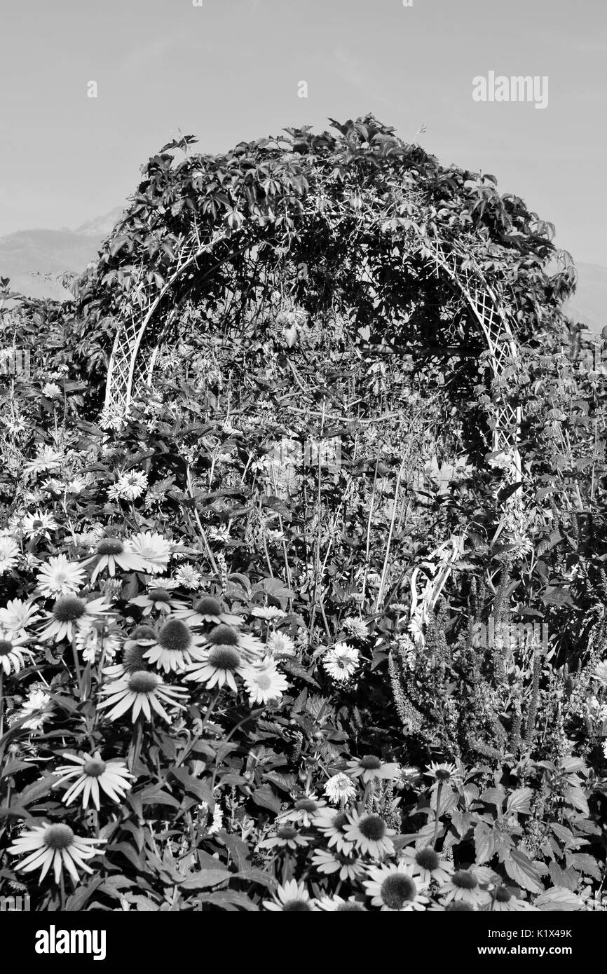 white arch with flowers and vines in black and white Stock Photo